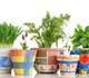Herb Garden Kits Australia (Listing Id 8470)