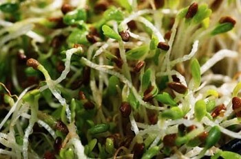 Tips for Growing Bean Sprouts