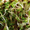 Tips for Growing Bean Sprouts