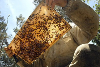Beekeeping or Apiculture