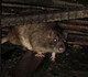 Rats Removal Perth (Listing Id 10078)