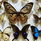 Butterfly Collectibles