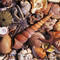 Conchology - Collecting Shells