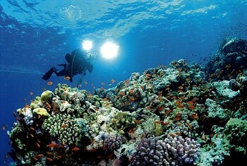 Underwater Digital Photography